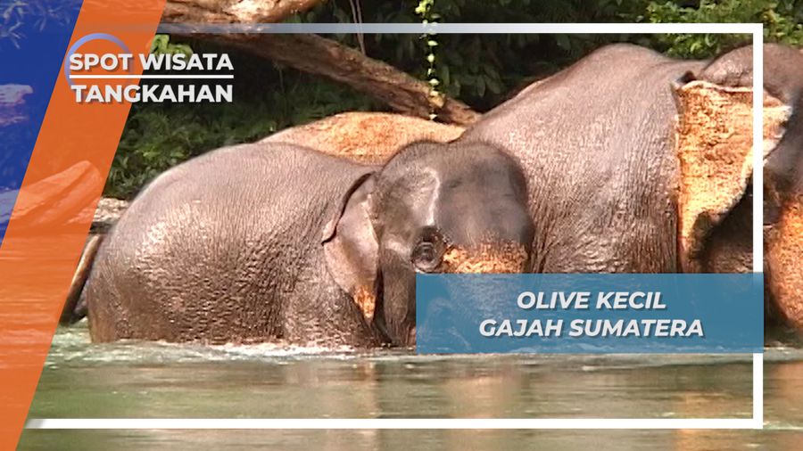 Olive si Gajah Kecil Sumatera Asal Tangkahan Medan Labuhan