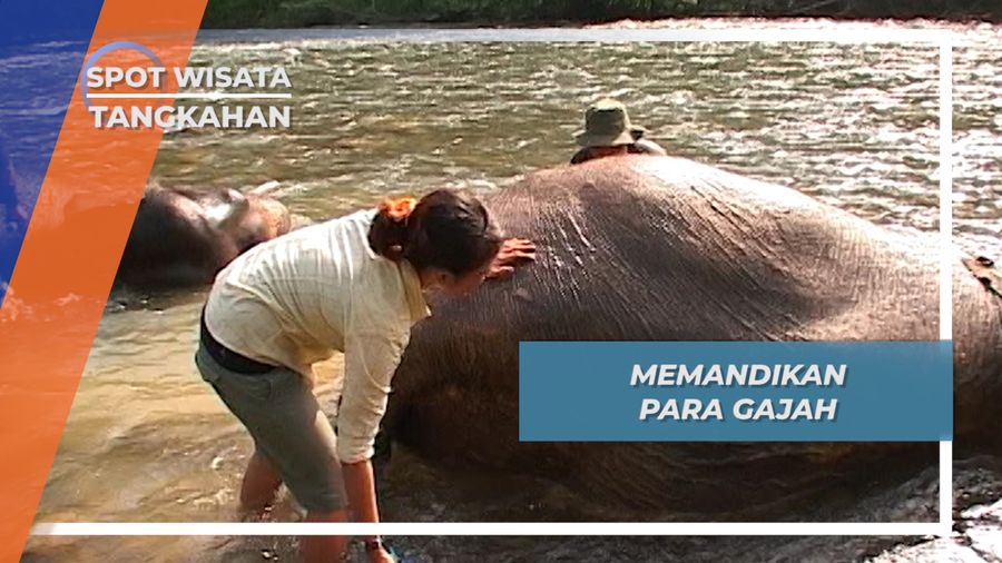 Gajah Tangkahan Senang Main Lumpur, Maka Harus Sering Mandi dan Disikat Bersih