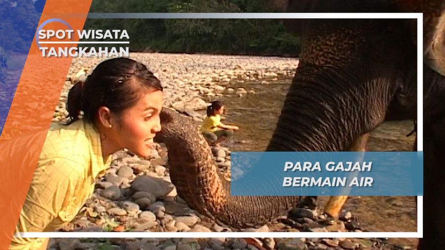 Mahoot, Sang Pawang Mengajak Gajah Pangkahan Bermain Air Sungai Batang Serangan 