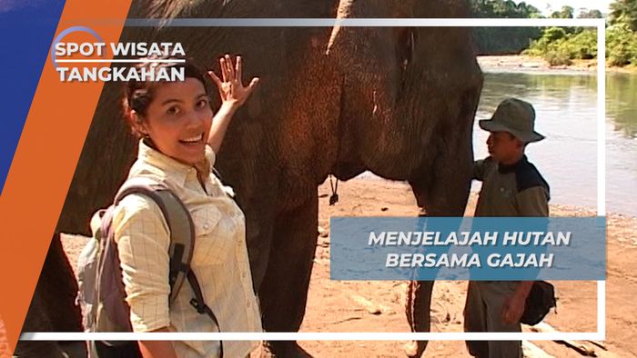 Setelah Mandi dan Bersih, Gajah-Gajah Sumatera ini Bekerja Menjelajah Hutan Tangkahan