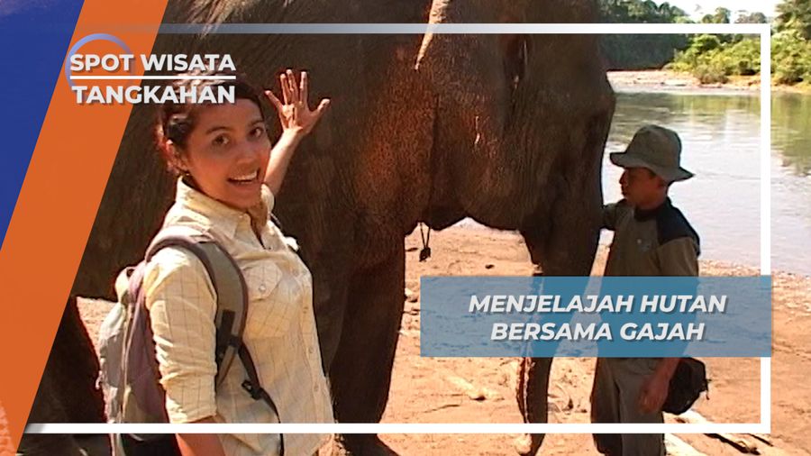 Setelah Mandi dan Bersih, Gajah-Gajah Sumatera ini Bekerja Menjelajah Hutan Tangkahan