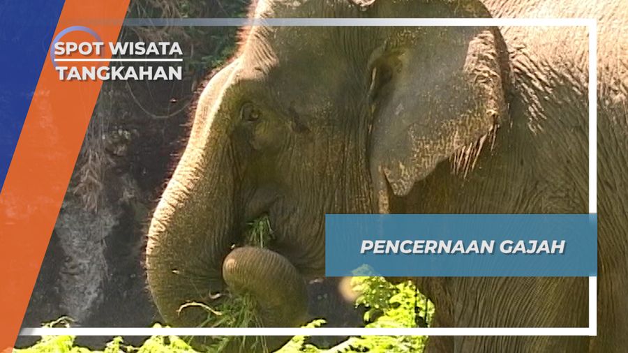 Rumput, Akar, Daun dan Buah-buahan, Makanan Favorit Gajah, Tangkahan