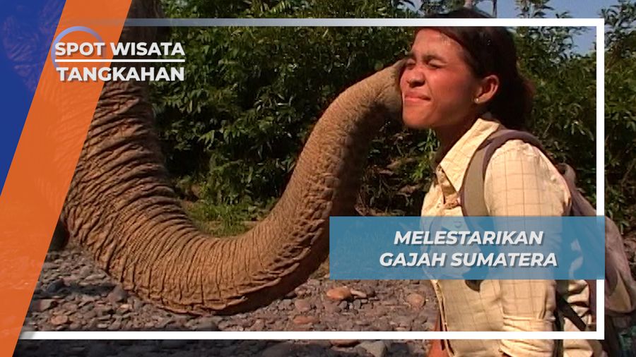 Salam Cium Ardana, Si Gajah Penjaga Rimba Tangkahan