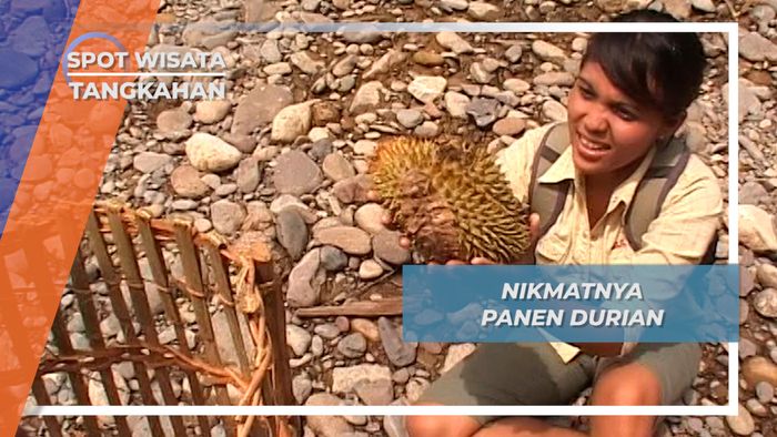 Mengutip Durian, Bahasa Panen Durian ala Masyarakat Tangkahan