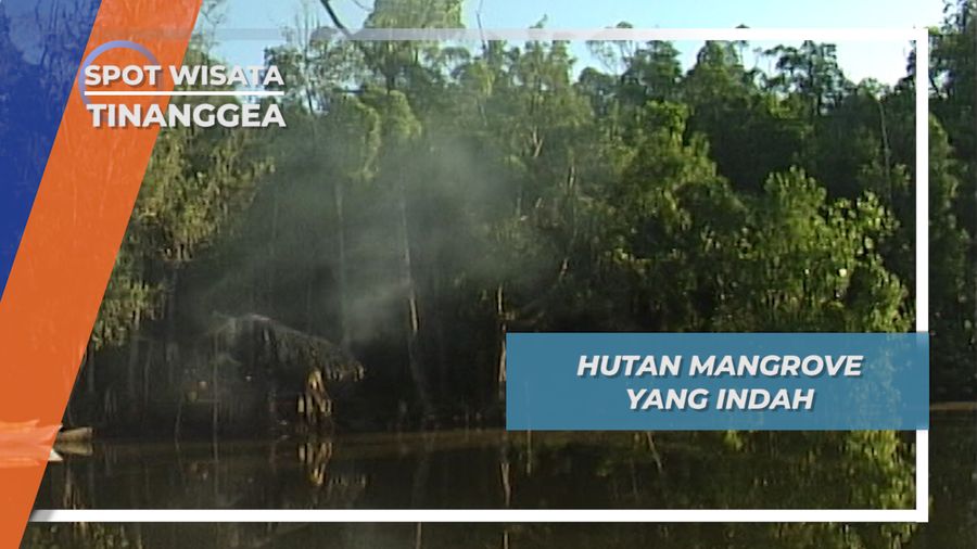 Jelajahi Sungai Lanowulu, Hutan Mangrove Tinanggea Pantai Selatan Sulawesi Tenggara