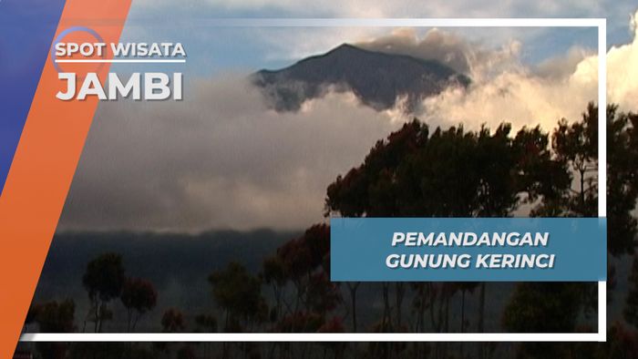 Kebun Kayu Manis, Terhampar Indah di Gunung Kerinci, Jambi