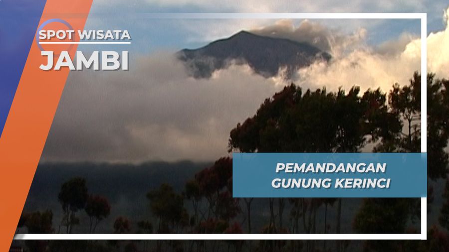 Kebun Kayu Manis, Terhampar Indah di Gunung Kerinci, Jambi