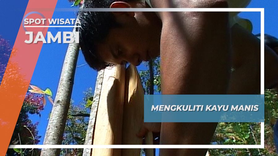 Memanen Kulit Pohon Kayu Manis, Manfaat Alam dari Kerinci, Jambi