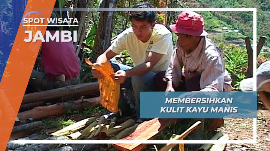Pembersihan Kulit Kayu Manis, Proses yang Butuh Ketelitian, Jambi