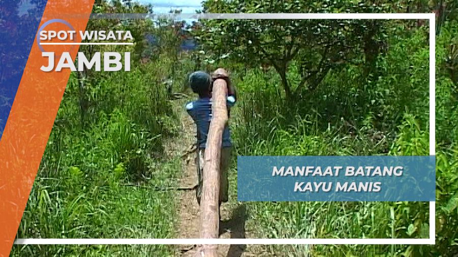 Batang Kayu Manis, Manfaat Lain Untuk Masyarakat Kerinci, Jambi