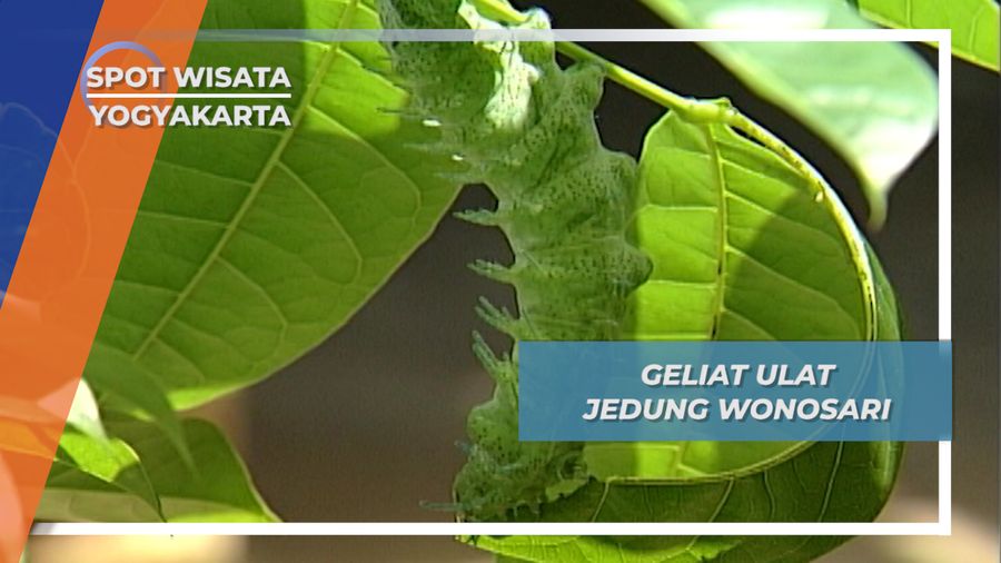 Geliat Ulat Jedung Wonosari, Yogyakarta