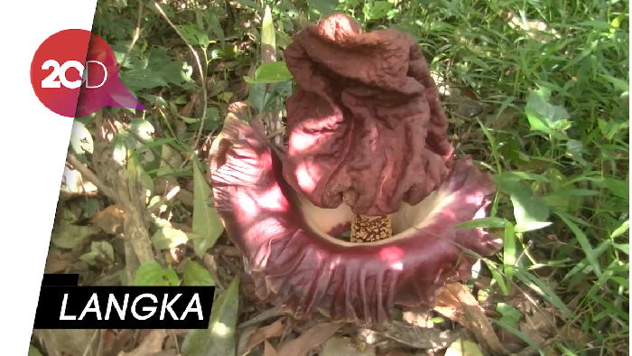 Warga Pantura Subang Temukan Bunga Bangkai di Kebun
