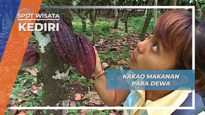 Ternyata Cokelat atau Kakao Memiliki Arti Makanan Para Dewa, Kediri