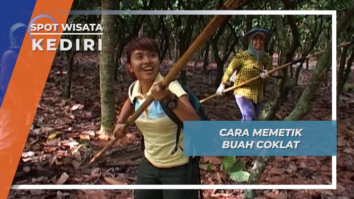 Ternayata Begini Cara Memetik Buah Cokelat yang Tepat, Kediri