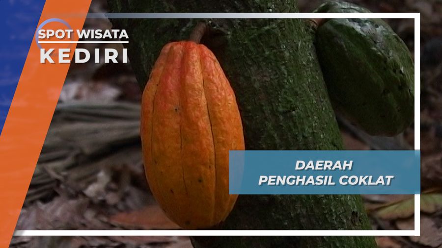 Kediri Salah Satu Daerah Penghasil Cokelat Kelas Dunia, Kediri