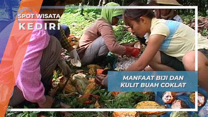 Manfaat Lain dari Biji dan Kulit Buah Cokelat, Kediri