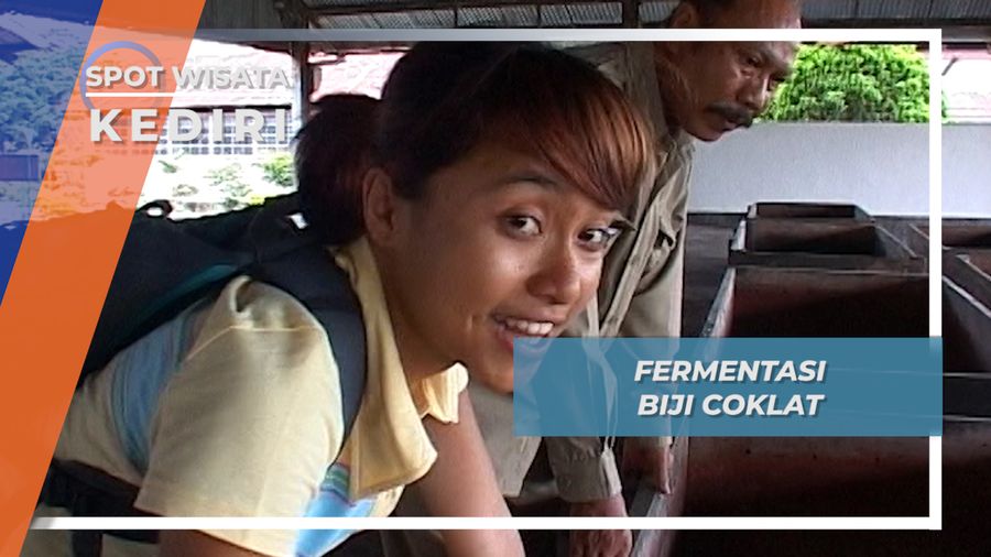 Sebelum Menjadi Kudapan Begininlah Proses Pengolahan Biji Cokelat, Kediri