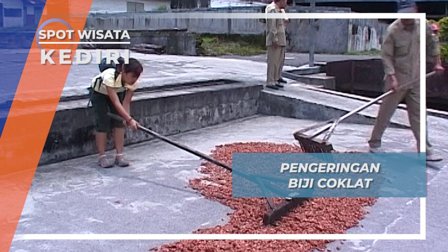 Untuk Menguatkan warna dan Aroma, Biji Cokelat Harus dikeringkan, Kediri