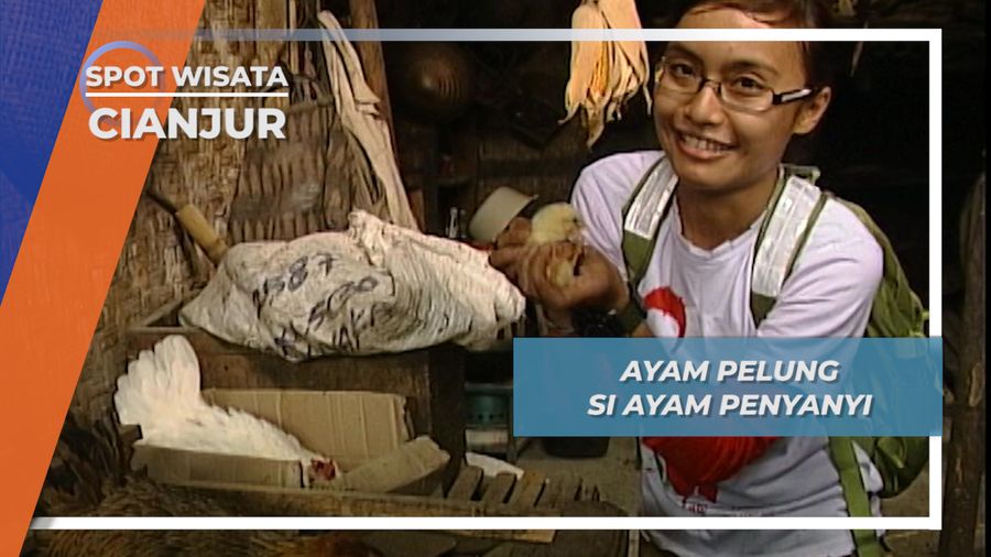 Ayam Pelung, Suara Nyanyian Merdu yang Unik, Cianjur