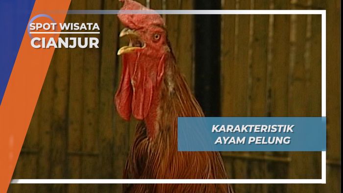 Aneka Macam Karakteristik Unik Ayam Pelung, Cianjur 