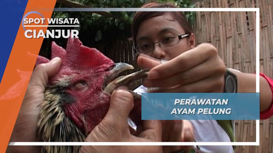 Telor dan Madu, Pakan Khusus Agar Stamina Ayam Pelung Terjaga, Cianjur