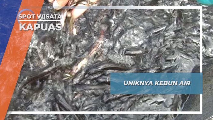 Uniknya Kebun Air di Nanga Leboyan, Kapuas Hulu
