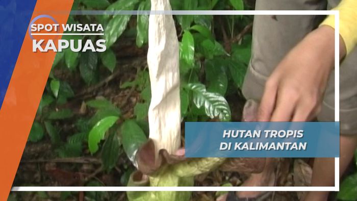 Cara Tumbuh Amorphophallus, Bunga Bangkai Di Hutan Tropis Kapuas Hulu Kalimantan Barat 