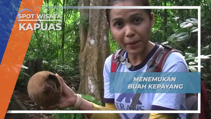 Istilah Mabuk Kepayang, Datangnya Dari Buah Hutan di Kapuas Hulu Kalimantan Barat 