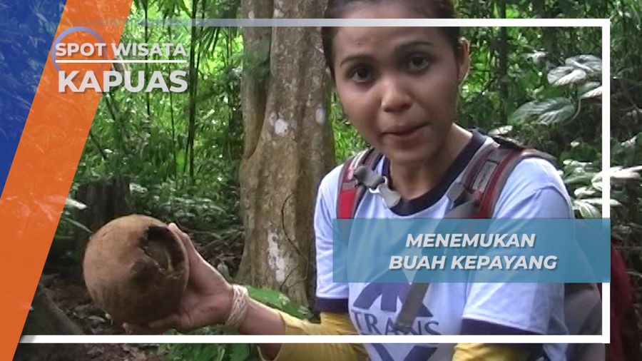 Istilah Mabuk Kepayang, Datangnya Dari Buah Hutan di Kapuas Hulu Kalimantan Barat 