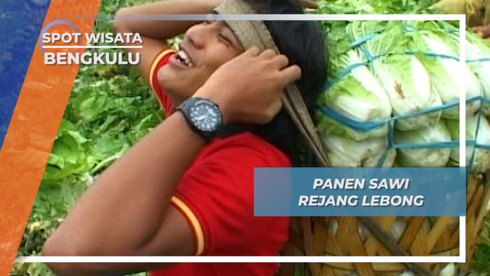 Agropolitan Rejang Lebong Bengkulu, Beratnya Membawa Sawi ke Pasar