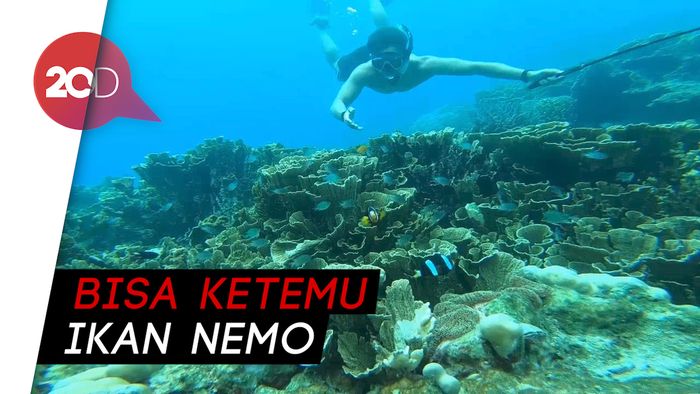 My Trip My Adventure: Menyelami Bawah Laut Pulau Cemara Kecil