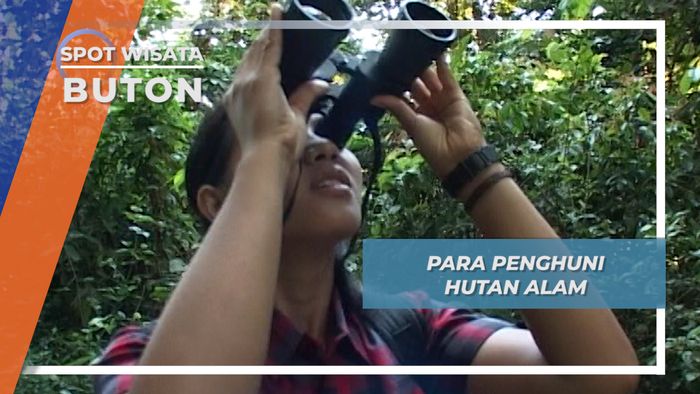 Hewan Endemik Pulau Sulawesi yang Masih Terlihat di Hutan Alam Buton, Sulawesi Tenggara