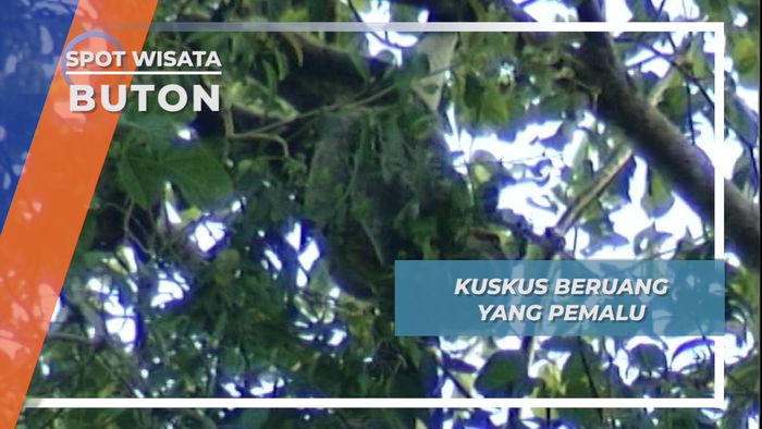 Beruang Kuskus, Si Lamban Pemalu dari Pulau Buton Sulawesi Tenggara