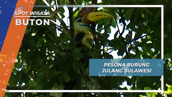 Burung Julang, Pemberi Keseimbangan Alam Hutan Buton, Sulawesi Tenggara