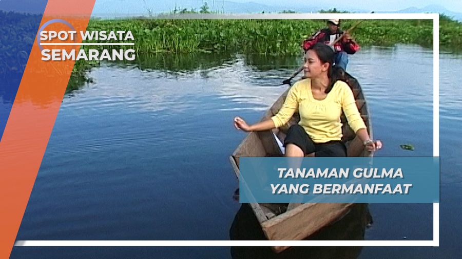 Tanaman Gulma yang Bermanfaat, Semarang