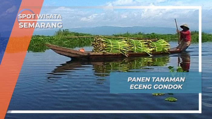 Panen Tanaman Eceng Gondok, Semarang