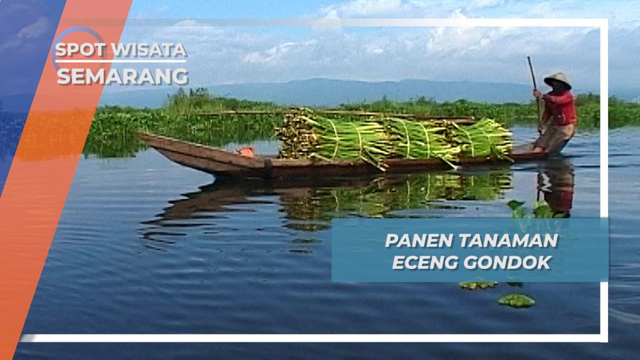 Panen Tanaman Eceng Gondok, Semarang