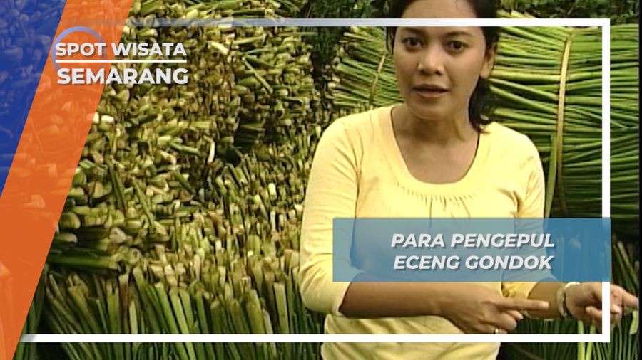 Para Pengepul Eceng Gondok, Semarang