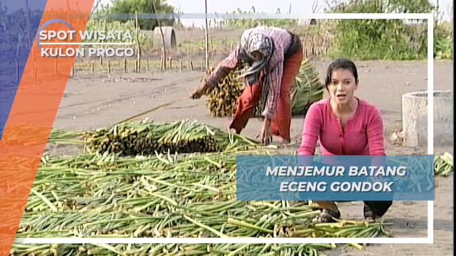 Menjemur Batang Eceng Gondok, Kulon Progo