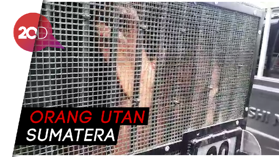 2 Orang Utan yang Diselundupkan ke Thailand Dipulangkan ke Jambi