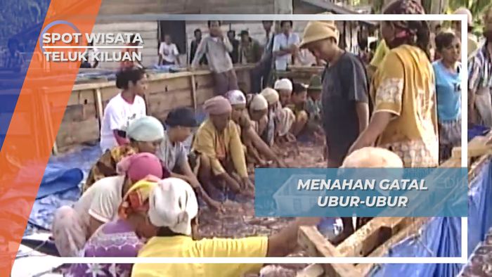 Menahan Gatalnya Ubur-ubur Demi Dua Belas Ribu Rupiah di Teluk Kiluan Lampung