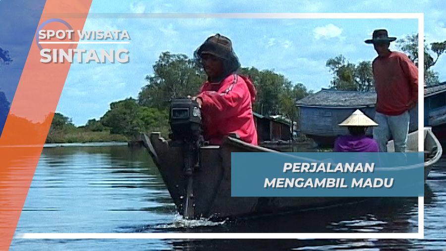 Melintasi Danau Sentaru Mencari Madu Alam Sintang Kalimantan Barat