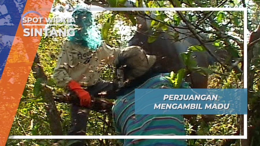 Cara Panen Tradisional Madu Di Danau Sentarum Sintang Kalimantan Barat