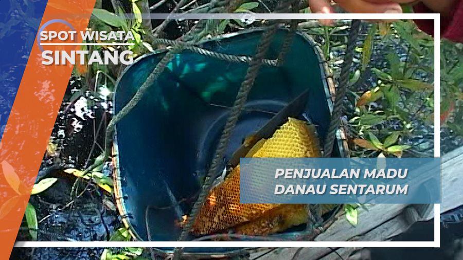 Madu Sentarum, Madu Alami Bersertifikat Dari Sintang Kalimantan Barat