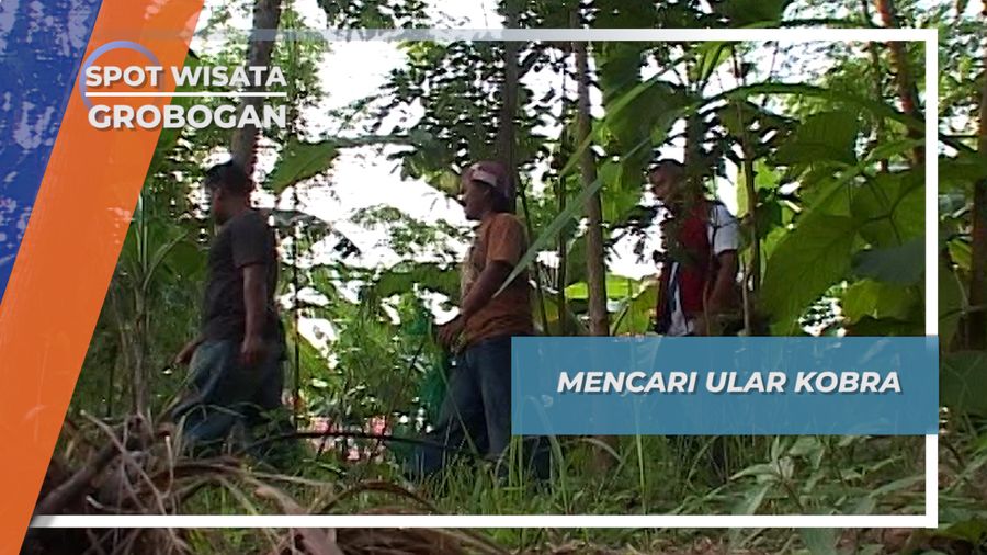 Berburu Ular Kobra Desa Lemah Putih Brati Grobogan Jawa Tengah