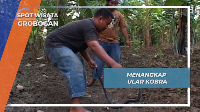 Kobra Buruan Berhasil Ditangkap di Desa Lemah Putih Brati Grobogan Jawa Tengah