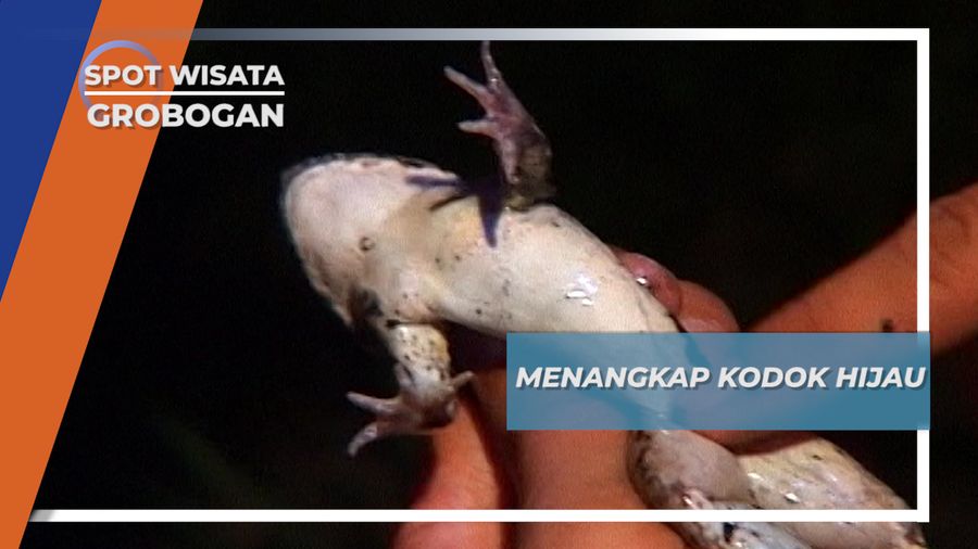 Hup Sang Kodok Ditangkap di Desa Lemah Putih Brati Grobogan Jawa Tengah