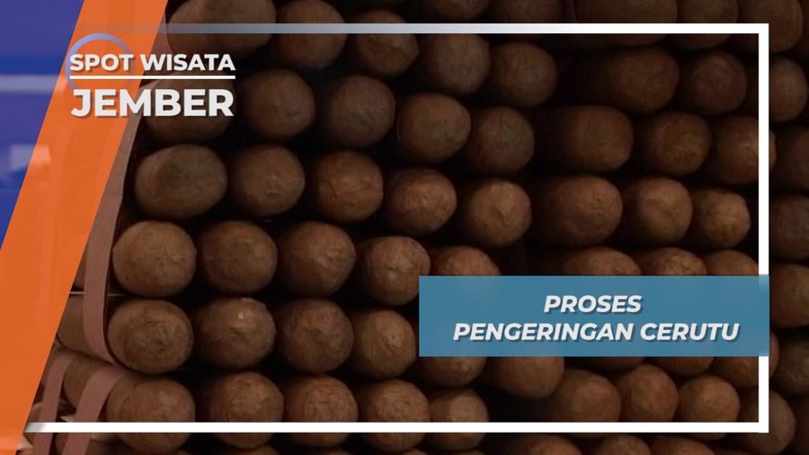 Cerutu Asli Jember, Produk Kelas Dunia Berkelana Menembus Pasar Mancanegara