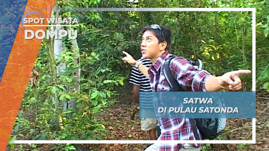 Ribuan Kalong Besar Penghuni Pulau Satonda Dompu Nusa Tenggara