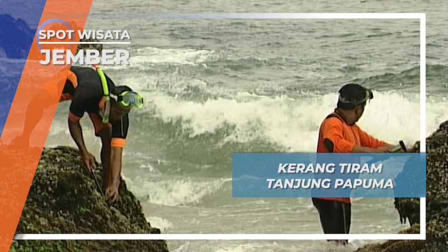 Menikmati Segar dan Mentahnya, Kerang Tiram Tanjung Papuma Jember